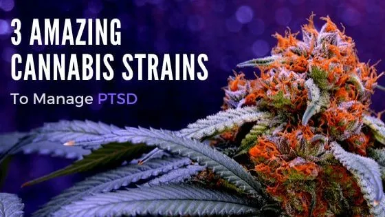 3 Amazing Cannabis Strains To Manage PTSD