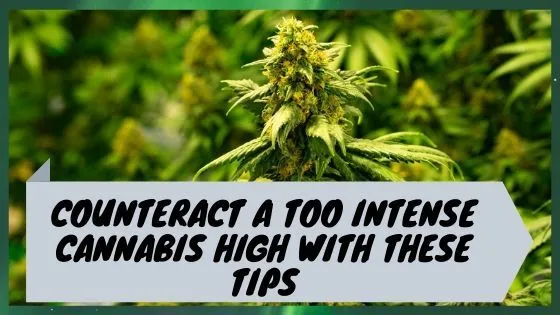 Counteract A Too Intense Cannabis High With These Tips