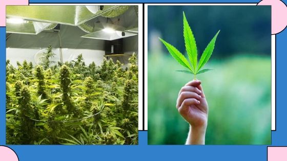 Here’s Why Weed is Amazing for Non-Medicinal Users too