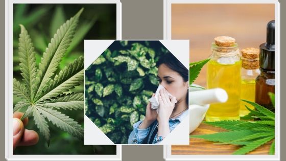 How Does Cannabis Affect Our Immune System?
