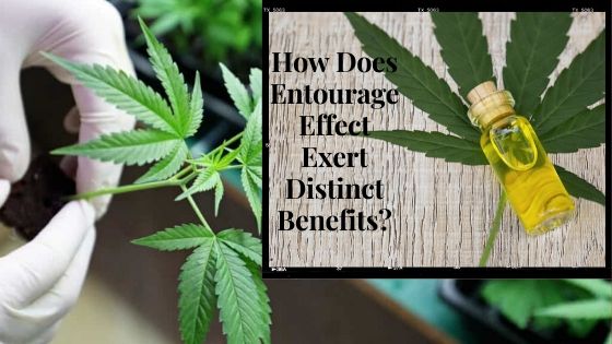 How Does Entourage Effect Exert Distinct Benefits?