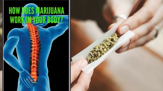How Does Marijuana Work In Your Body?