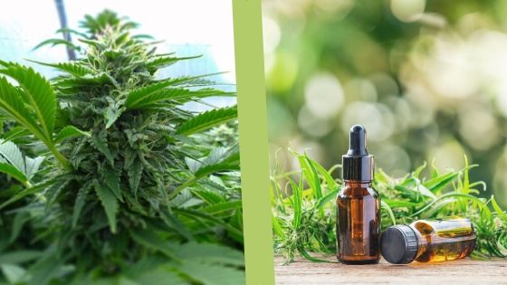 How to Boost Marijuana’s Anxiolytic Action