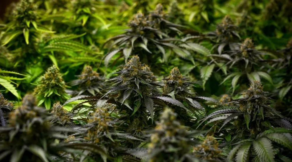 How to Use Your Marijuana Card for Chronic Pain?