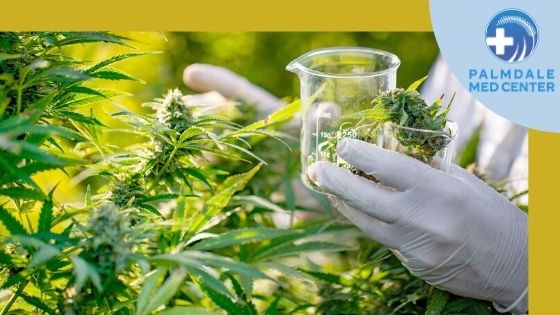 The Most Common Medical Cannabis Myths That You Must Avoid