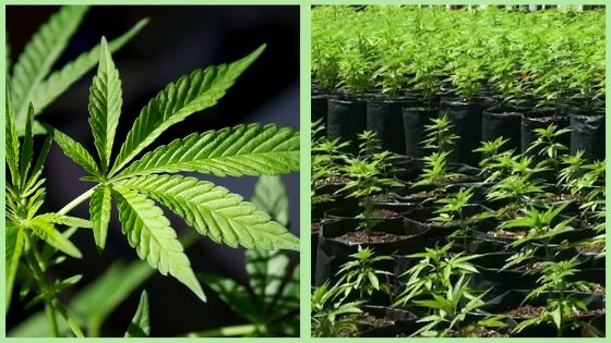 Use your medical marijuana grower license to grow in quarantine